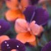 Viola cornuta 'Sorbet Orange Duet', flowers