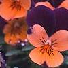 Viola cornuta 'Sorbet Orange Duet', flowers
