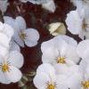 Viola cornuta 'Sorbet French Vanilla', habit