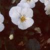 Viola cornuta 'Sorbet French Vanilla', habit