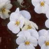 Viola cornuta 'Sorbet French Vanilla', habit
