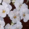 Viola cornuta 'Sorbet French Vanilla', habit