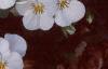 Viola cornuta 'Sorbet French Vanilla', habit