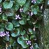 Viola labradorica, habit