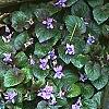 Viola labradorica, habit