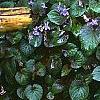 Viola labradorica, habit