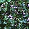 Viola labradorica, habit