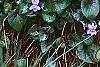 Viola labradorica, habit