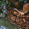 Viola labradorica, habit