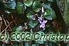 Viola labradorica, habit