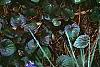 Viola labradorica, habit
