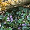 Viola labradorica, habit