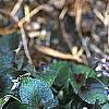 Viola labradorica, habit