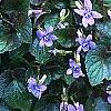 Viola labradorica, habit