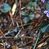 Viola labradorica, habit