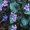 Viola labradorica, habit