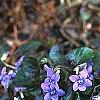 Viola labradorica, habit
