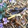 Viola labradorica, habit