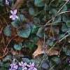 Viola labradorica, habit