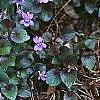 Viola labradorica, habit