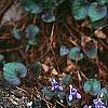 Viola labradorica, habit