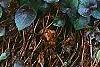 Viola labradorica, habit