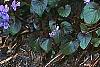 Viola labradorica, habit