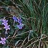 Viola labradorica, habit