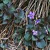 Viola labradorica, habit