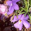 Viola pedata, habit
