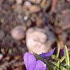 Viola pedata, habit