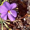 Viola pedata, habit