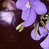 Viola pedata, habit