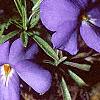 Viola pedata, habit