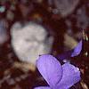 Viola pedata, habit