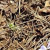Viola pedata, habit