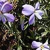 Viola pedata, habit