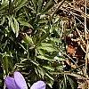 Viola pedata, habit