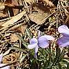 Viola pedata, habit