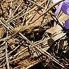 Viola pedata, habit