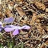Viola pedata, habit