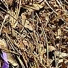 Viola pedata, habit