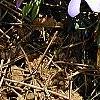 Viola pedata, habit