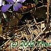 Viola pedata, habit