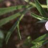 Viola pedata, flowers