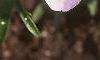 Viola pedata, flowers