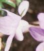 Viola pedata, flowers