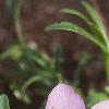 Viola pedata, flowers