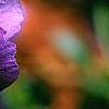 Viola x wittrockiana, flowers