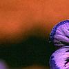 Viola x wittrockiana, flowers